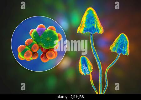 Magische Pilze und Psilocybin-Molekül, Illustration Stockfoto