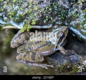 Northern Pacific Treefrog im Henry Coe State Park, Santa Clara County, Kalifornien, USA. Stockfoto