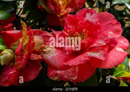 Rote und rosafarbene Blüten mit gelben Zentren, die vor grünen und gelben Blättern vergehen. Stockfoto