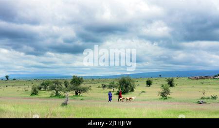 Masaai-Stammesmänner wandern in der Arusha-Region im Norden Tansanias mit ihren Ziegen. Stockfoto