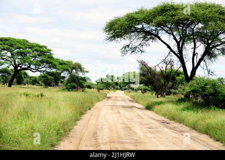 Eine Safaritour im Tarangire National Park in Tansania. Stockfoto