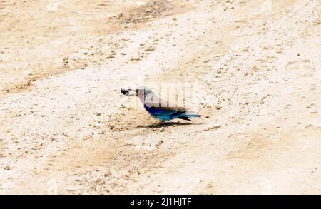 Fliederbreastiger Rollerbird mit einem Mistkäfer im Mund im Tarangire National Park in Tansania. Stockfoto