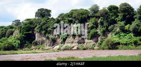 Eine Safaritour im Tarangire National Park in Tansania. Stockfoto