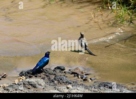 Ein Superb Starling Vogel im Tarangire Nationalpark in Tansania. Stockfoto