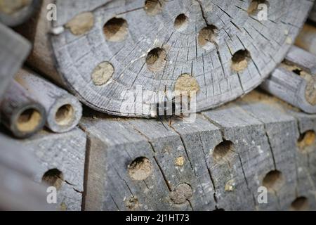 Nahaufnahme eines abgenutzten, fast haarlosen männlichen europäischen Obstgartens mit gehörntem Maurer, Osmia cornuta, der im Bienenhotel im Garten sitzt Stockfoto