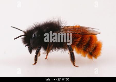 Nahaufnahme einer bunten orangefarbenen weiblichen europäischen Obstgartenmaurerbiene, Osmia cornuta isoliert auf weißem Hintergrund Stockfoto