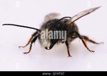 Nahaufnahme einer abgenutzten, fast haarlosen männlichen europäischen Steinmetzbiene, Osmia cornuta, isoliert auf weißem Hintergrund Stockfoto