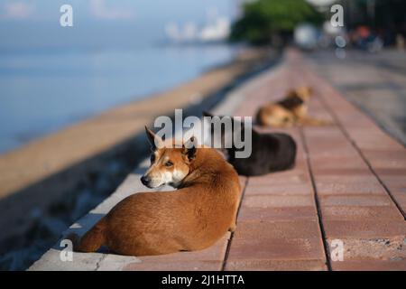 Streunende Hunde am frühen Morgen an der Strandpromenade Stockfoto