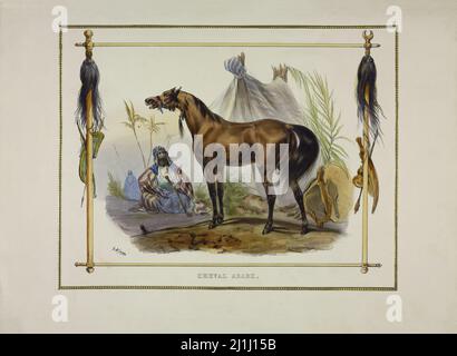 Lithographie von Arabian Horse. Von Jean Victor Adam ( Lithograph, 1801 – 1866). Frankreich. 1835 Stockfoto