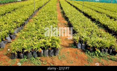 Betel- oder Areca-Nuss-Pflanzenknödel, die in einem Kindergarten in Indien in der Nähe von Stunde, Tamilnadu, Indien, gehalten werden. Stockfoto