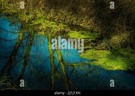 Gewässer mit grünen Algen an der Oberfläche. Spiegelungen des Himmels und der Bäume. Abruzzen, Italien, Europa Stockfoto