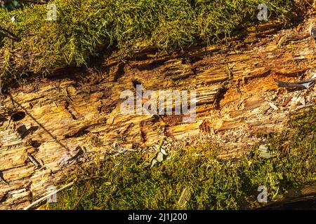 Gefallener Baumstamm ohne Rinde und mit Moos um ihn herum gewachsen. Abruzzen, Italien, Europa Stockfoto