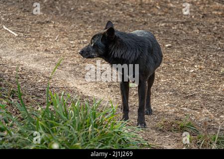 Schwarzer Hybrid des Apennin-Wolfes im Wildschutzgebiet des Regionalen Reservats Lake Penne. Oasis WWF, Penne, Provinz Pescara, Abruzzen, Italien, Europa Stockfoto