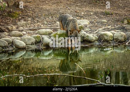 Apennin im Wildschutzgebiet des Regionalen Reservats Lago di Penne. Oasis WWF, Penne, Provinz Pescara, Abruzzen, Italien, Europa Stockfoto