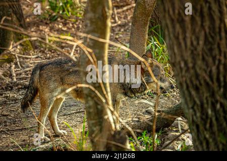 Apennin im Wildschutzgebiet des Regionalen Reservats Lago di Penne. Oasis WWF, Penne, Provinz Pescara, Abruzzen, Italien, Europa Stockfoto