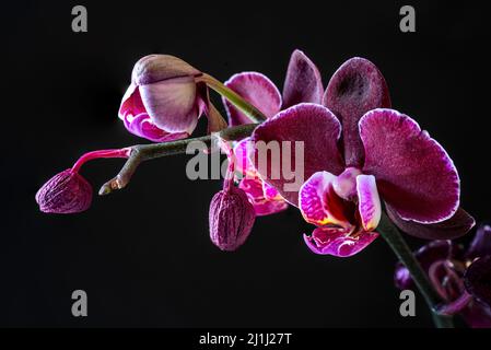 Blüten der Mottenorchidee, phalaenopsis Orchidee (Phalaenopsis pink), hinterleuchtet auf schwarzem Hintergrund. Abruzzen, Italien, Europa Stockfoto
