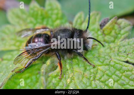 Nahaufnahme eines getragenen Männchens, der gehörnten Obstgartenmaurerbiene, Osmia cornuta, die auf einem grünen Blatt im Garten sitzt Stockfoto