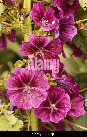 Vertivcal Nahaufnahme der bunten, satinvioletten Blüten von Baummalve, Malva arborea im Garten Stockfoto