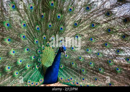 pfau im Frühling mit schönen Federn Stockfoto