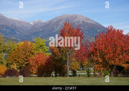 Farbenfrohe Blätter in Serre Ponçon, Südalpen, Frankreich Stockfoto