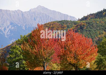 Farbenfrohe Blätter in Serre Ponçon, Südalpen, Frankreich Stockfoto