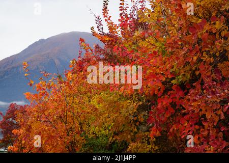 Farbenfrohe Blätter in Serre Ponçon, Südalpen, Frankreich Stockfoto