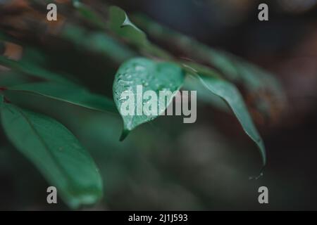 Die Blätter, die dem Tau am Morgen ausgesetzt sind Stockfoto