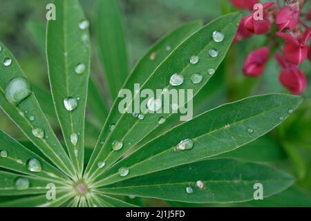 Ein Tropfen Regen auf einer Lupine aus nächster Nähe. Lupine Pflanze vor Blüten, grüne sternförmige Blätter. Lupine Blätter regen Tropfen Hintergrund. Stockfoto