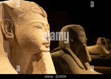 Turin, Italien - ca. Juli 2021: Ägyptische Archäologie. Alte Sphinx in Sandstein, der den pharao darstellt, kopieren Raum Stockfoto