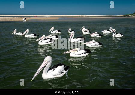 Schar australischer Pelikane im Eingangskanal der Central Coast. Stockfoto