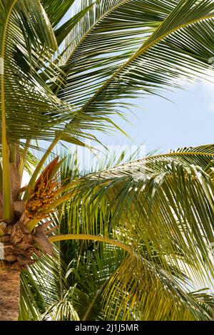 Schöne grüne Palme vor dem Hintergrund des blauen Himmels. Das Konzept von paradiesischem Urlaub und exotischem Reisen. Hochwertige Fotos Stockfoto