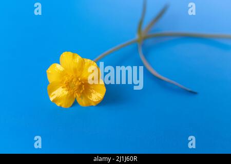 Gelbe Butterblume auf hellblauem Hintergrund Stockfoto