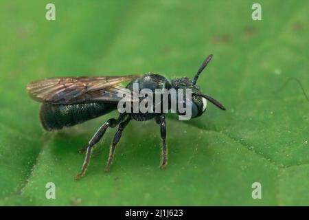 Nahaufnahme einer weiblichen kleinen blauen Zimmermannsbiene, Ceratina cyanea auf einem grünen Blatt im Garten Stockfoto