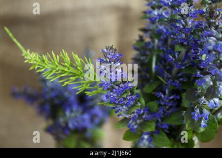 Ajuga reptans oder bugle, bugleweed, blue bugle. Blaue Blumen aus nächster Nähe. Bouquet von wilden blauen Blumen mit einem grünen Ast von Schachtelhalm Stockfoto