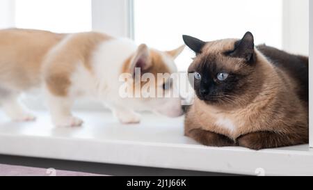 Ein lustiger Corgi-Welpe schnuppert eine Thai-Katze auf einer Fensterbank. Stockfoto