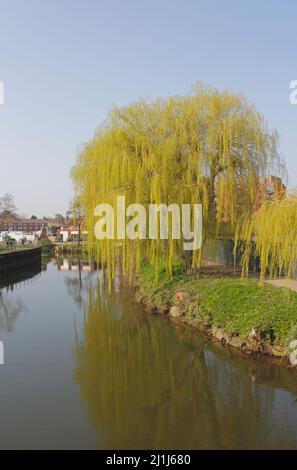 Ein Blick auf Weeping Willow, Salix Chrysocoma, die im Frühjahr am Fluss Wensum in Norwich, Norfolk, England, Großbritannien, in Blätter platzt. Stockfoto