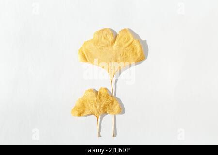 Zwei getrocknete, strukturierte, gelbe Ginkgo biloba Blätter auf weißem Hintergrund Stockfoto