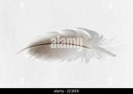 Entenfeder. Eine Feder der Mallard-Ente isoliert. Vogelfeder auf weißem Hintergrund Stockfoto