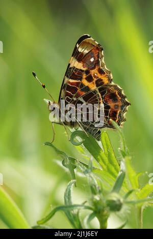 Vertikale Nahaufnahme auf der Karte buterfly, Araschnia levana, sitzend mit geschlossenen Flügeln im Gras auf dem Feld Stockfoto