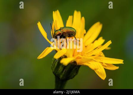 Grüner Käfer - Cryptocephalus sericeus, schöner grüner Käfer aus europäischen Wiesen und Weiden, Tschechien. Stockfoto