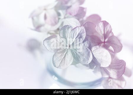 Romantische Blütenblatt Nahaufnahme. Geringe Schärfentiefe für ein verträumtes Tragegefühl. Weiches Pink, Blau, Flieder, Violett, Purpur Hydrangea Blume (Hydrangea macrophylla Stockfoto