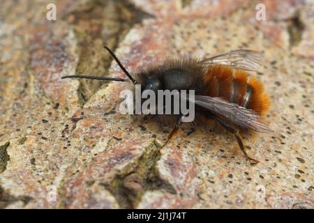 Nahaufnahme einer bunten, haarigen Maurerbiene, Osmia cornuta, die im Garten auf Holz sitzt Stockfoto