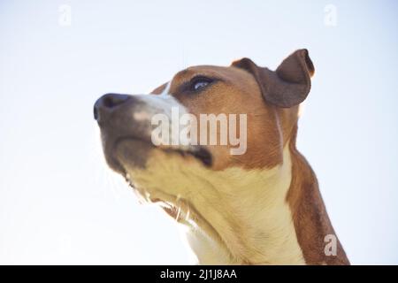 Der majestätische Jack Russell. Low-Angle-Aufnahme eines entzückenden jungen Jack Russell, der draußen vor einem klaren Himmel sitzt. Stockfoto