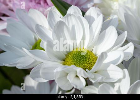 Eine blühende weiße Gerbera-Blume in einem natürlichen Garten mit geringer Schärfentiefe. Stockfoto