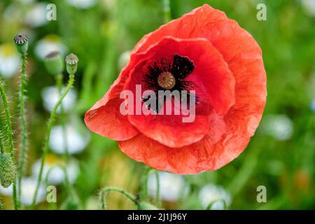 Ein einsamer roter Mohn, der inmitten einer Wiese mit weißen Gänseblümchen wächst. Mohnfeld und Kamillenblumenfeld Stockfoto