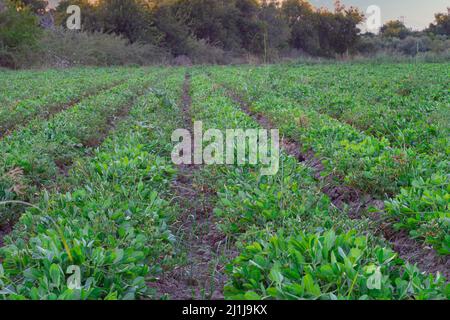 Erdnussplantagen Felder, Junge Pflanzen auf Erdnussplantagen. Pflanzen der blühenden Erdnuss auf Plantage in selektivem Fokus Stockfoto