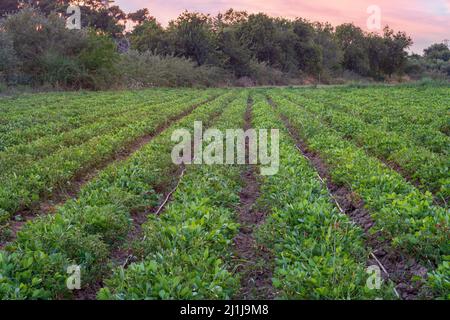 Erdnussplantagen Felder, Junge Pflanzen auf Erdnussplantagen. Pflanzen der blühenden Erdnuss auf Plantage in selektivem Fokus Stockfoto