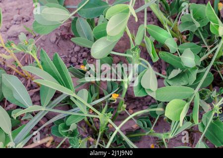 Erdnussplantagen Felder, Junge Pflanzen auf Erdnussplantagen. Pflanzen der blühenden Erdnuss auf Plantage in selektivem Fokus Stockfoto