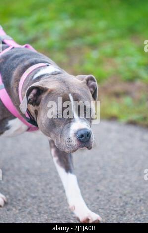 Hunde auf lokaler humaner Gesellschaft Veranstaltung 1 Stockfoto