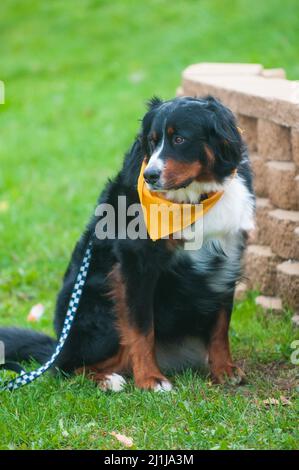 Hunde bei der lokalen Veranstaltung der humanen Gesellschaft Stockfoto